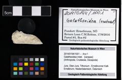 Foto (Objekt + Etikett) von Galatheoidea indet.  (NHMW-GEO-2014-0194-1001)